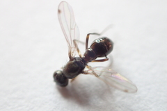 Nemopoda
