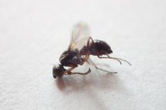 Nemopoda