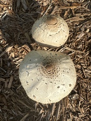 Chlorophyllum molybdites image