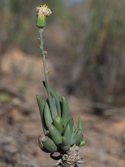 Curio crassulifolius
