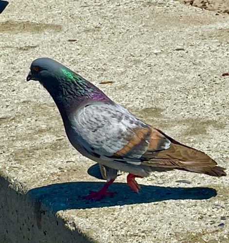 Feral Pigeon photographed in California
