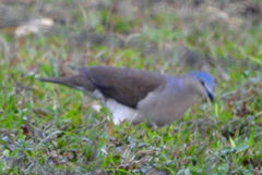 Leptotila plumbeiceps