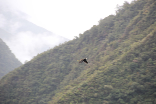 Dusky-green Oropendola (Psarocolius atrovirens), photo 9