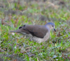 Leptotila plumbeiceps