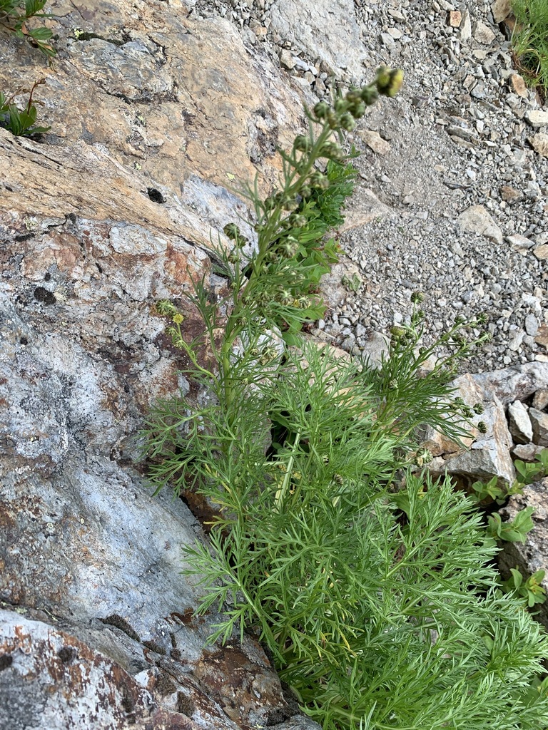 Artemisia sinanensis