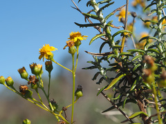 Senecio juniperinus