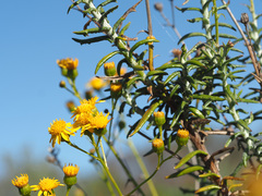 Senecio juniperinus