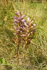Phelipanche arenaria