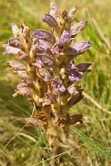 Phelipanche arenaria