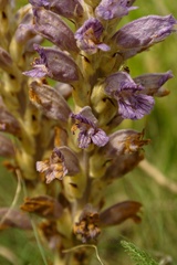 Phelipanche arenaria