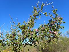 Indigofera nigromontana