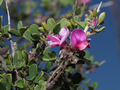 Indigofera nigromontana