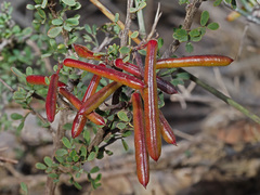 Indigofera nigromontana