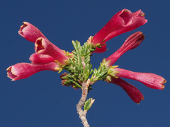 Erica discolor
