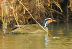 Heliornis fulica