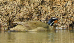 Heliornis fulica