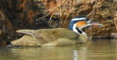 Heliornis fulica