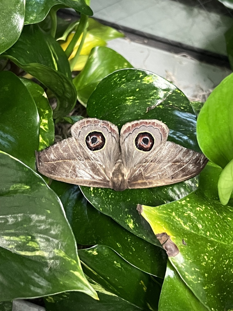 Leucanella leucane