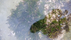 Thalassia hemprichii