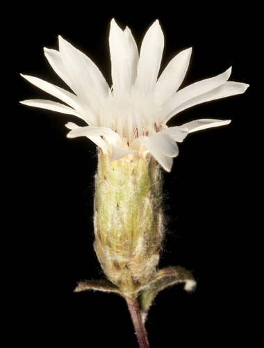 Argyroglottis