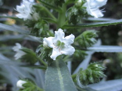 Echium decaisnei