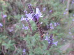 Lavandula canariensis