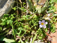 Oxalis caprina