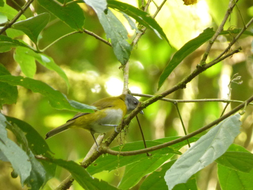 Ashy-throated Chlorospingus (Chlorospingus canigularis), photo 2