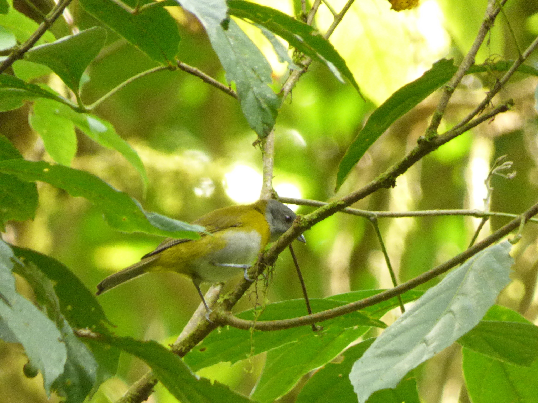 Ashy-throated Chlorospingus illustration