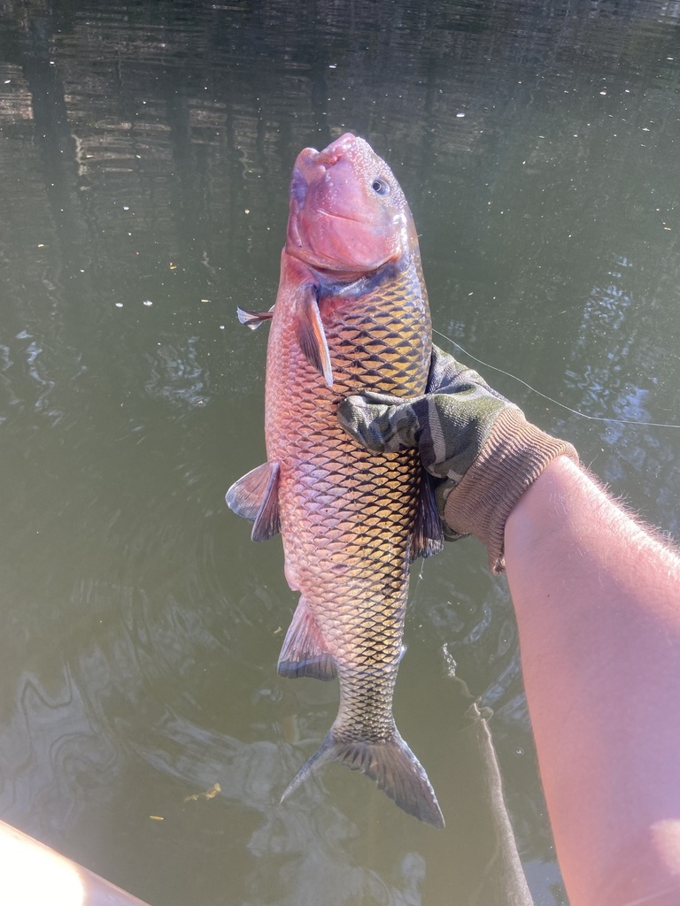 Fallfish from Huntington Creek, Orangeville, PA, US on April 14, 2023