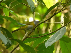 Chlorospingus canigularis