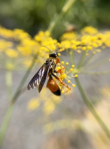 Great Golden Digger Wasp photo 5