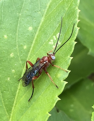 Pimpla marginella