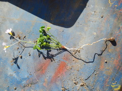 Oxalis caprina