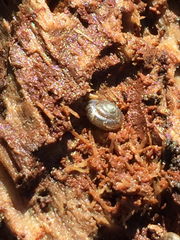 Zonitidae