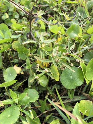 Alternanthera sessilis image