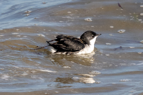 Scripps's Murrelet (Synthliboramphus scrippsi), photo 10