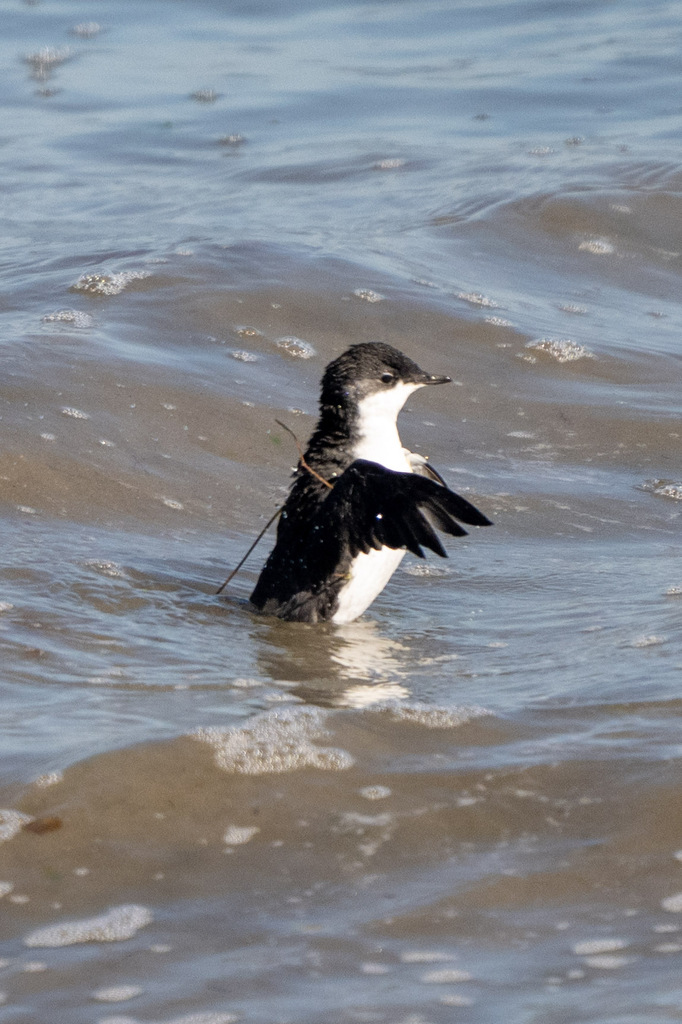 Scripps's Murrelet