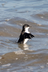 Scripps's Murrelet photo 2