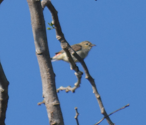 Scarlet-headed Flowerpecker (Dicaeum trochileum), photo 6