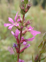 Lythrum virgatum