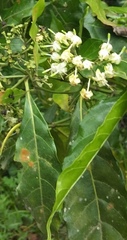 Tarenna pavettoides