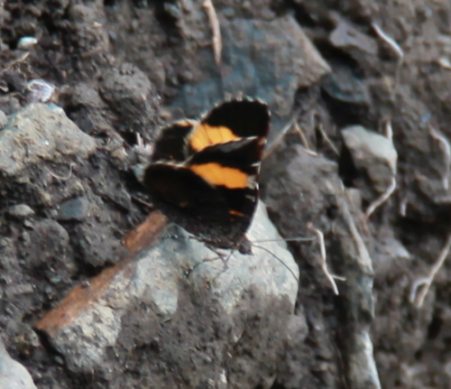 Panyapedaliodes phila