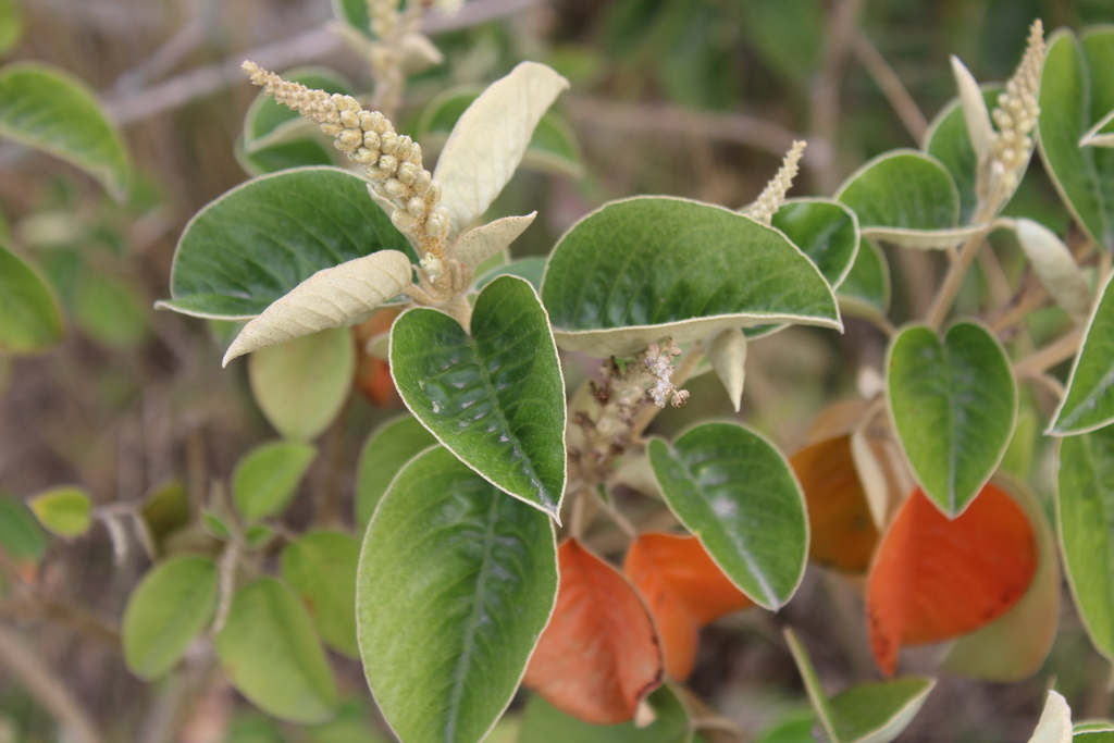 Croton elegans