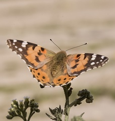 Vanessa cardui