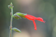 Salvia gesneriiflora