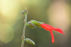 Salvia gesneriiflora