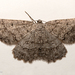 Hesperumia latipennis - Photo (c) Glenn Fine, algunos derechos reservados (CC BY-NC), subido por Glenn Fine