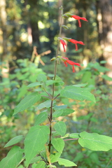 Salvia gesneriiflora