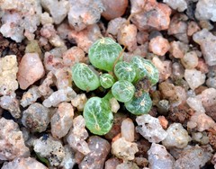 Bulbine lolita